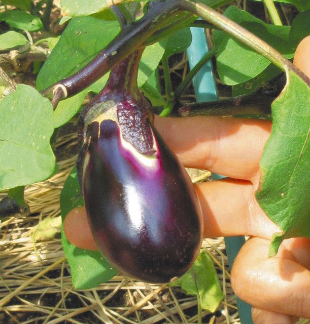 なす 江戸東京野菜「寺島なす」を墨田の名産に！ 有志奮闘 初代N1（なす