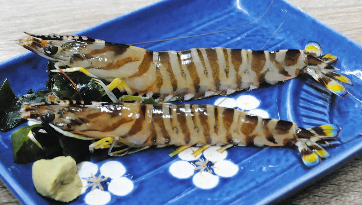 食卓ものがたり＞ピチピチ 夏の高級食材 クルマエビ（愛知県南知多町