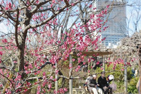 園内漂う梅の香り 向島百花園 来月１日までまつり 東京新聞 Tokyo Web