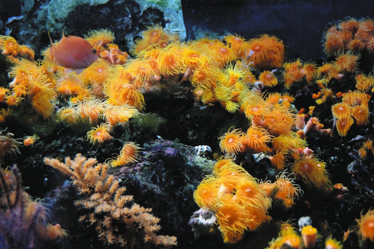 珊瑚 高知県内浅瀬サンゴ9割白化 猛暑で海も高温続く 専門家「過去最大規模