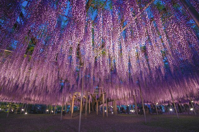 鬼滅の刃 聖地で大藤満開 栃木 あしかがフラワーパーク 東京新聞 Tokyo Web 鬼滅の刃 聖地で大藤満開 栃木 あしかがフラワーパーク 東京新聞 Tokyo Web