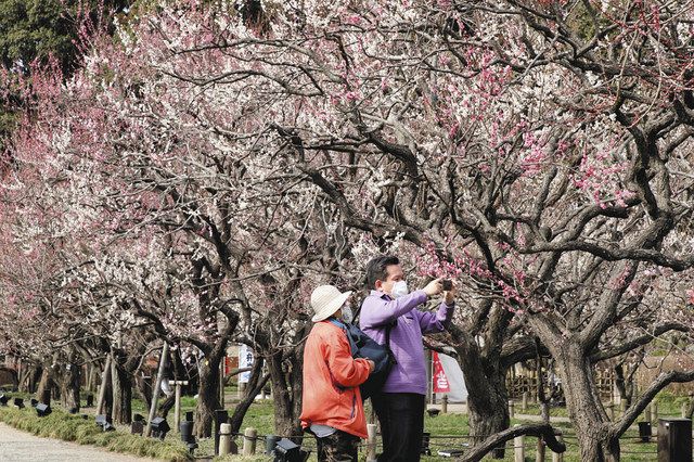 コロナと生きる いばらき 水戸の梅まつり開幕 待ちわびた 関係者 笑顔 梅大使やっと 初仕事 東京新聞 Tokyo Web