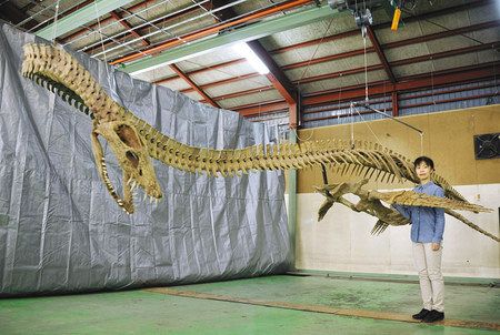 社会編＞首長竜の骨格 正確に復元：東京新聞デジタル