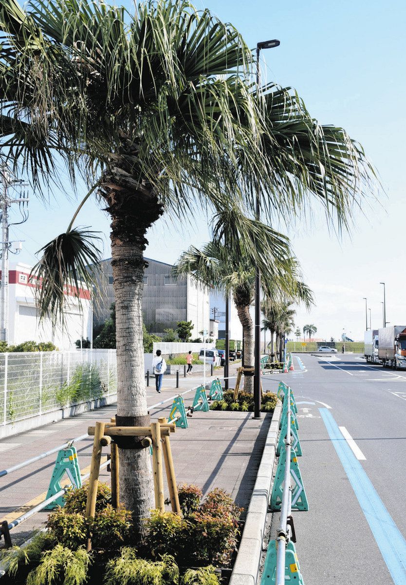 市川塩浜駅南側に新エリア まずヤシの木を植栽 サーフィンできるプールも計画：東京新聞デジタル