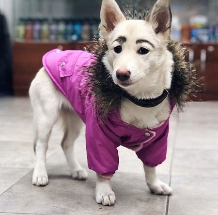 りりしすぎる野良犬 シベリアで保護される 太眉 で人気沸騰 東京新聞 Tokyo Web