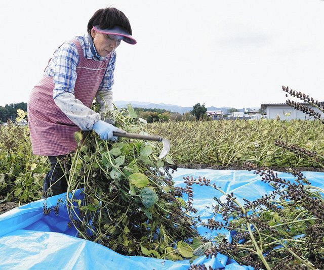 エゴマの種を収穫する石井絹江さん＝福島県浪江町で