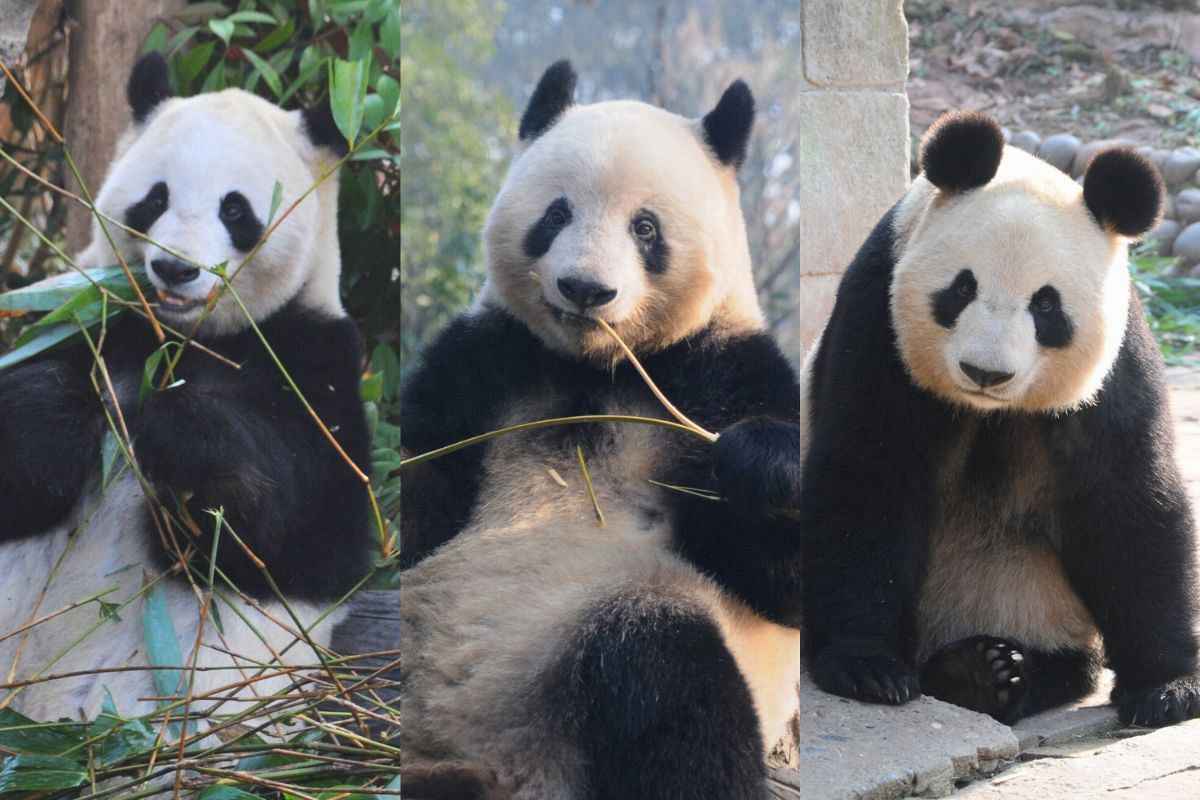 どんな暮らしが「2頭のパンダ」を待っている？ 先に中国へ返還された