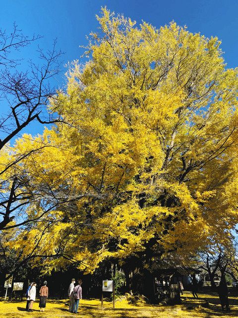 黄金に輝く大イチョウ 行方・西蓮寺：東京新聞 TOKYO Web