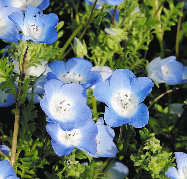 斜面彩る大地の水面 マザー牧場 ネモフィラ満開：東京新聞デジタル