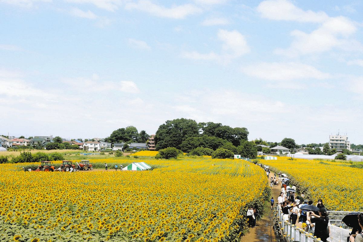 清瀬ひまわりフェス 10万本 農地に揺れる 18日から野菜販売など催しも