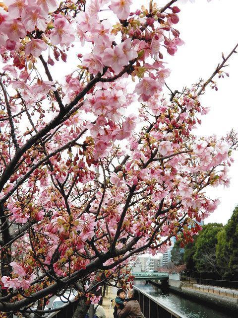 春を実感、河津桜 江東・大横川沿い：東京新聞 TOKYO Web