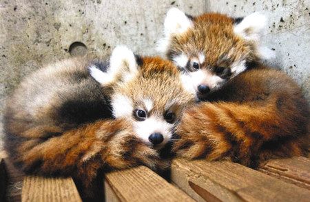 双子のレッサーパンダ赤ちゃん きょうから公開 県こども動物自然公園 東京新聞 Tokyo Web