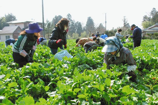 毎年行われているオーナーによる水かけ菜の収穫作業＝御殿場市で（市提供） 