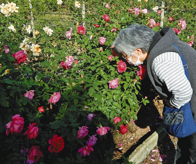 秋バラの香りをマスク越しに楽しむ女性＝多摩区の生田緑地ばら苑で 