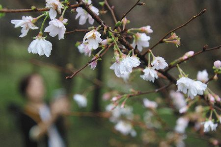 白い小花を咲かせるフユザクラ＝神川町矢納の城峯公園で
