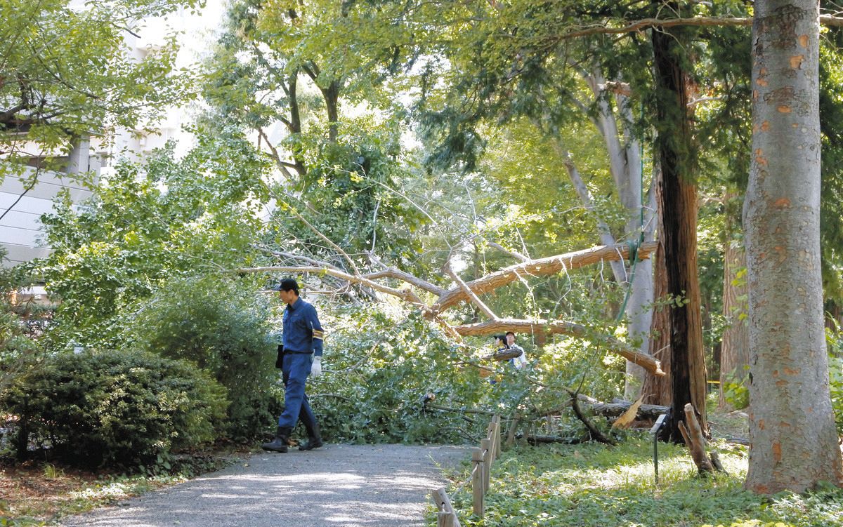 13日、枝が折れて落ち、男性が死亡した現場＝東京都日野市で