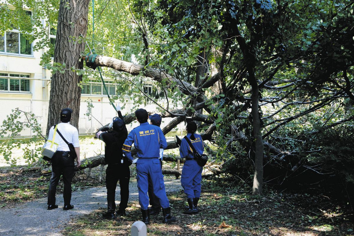 枝が折れて落ちた状況を調べる捜査員ら＝13日、東京都日野市で