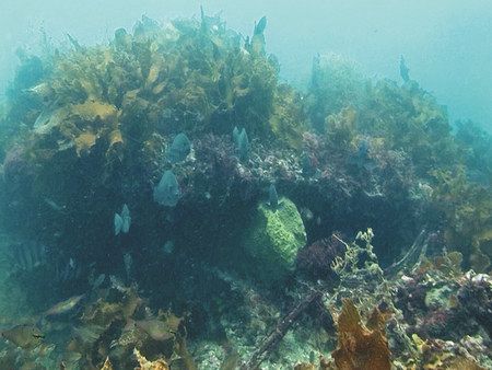 １９９８年に撮影された波左間沖の海底は海藻が茂っていた＝尾崎さん提供