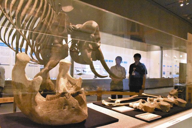 チバニアン期 ナウマンゾウいたよ 千葉県立中央博物館 房総の古生物