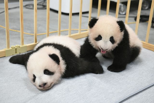 上野 の パンダ 双子