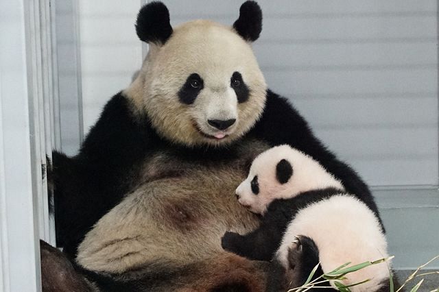 動画】2頭仲良くゴ～ロゴロ 上野動物園の双子パンダ 姉シャンシャンは