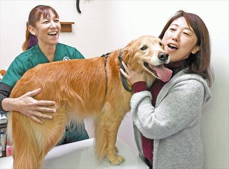 犬も献血 お願いします ドナーが不足 小型犬人気も一因 東京新聞 Tokyo Web