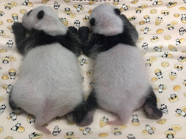 動画 双子の赤ちゃんパンダ すくすく成長 シンシンママと離れても鳴かずに待てるよ 上野動物園 東京新聞 Tokyo Web