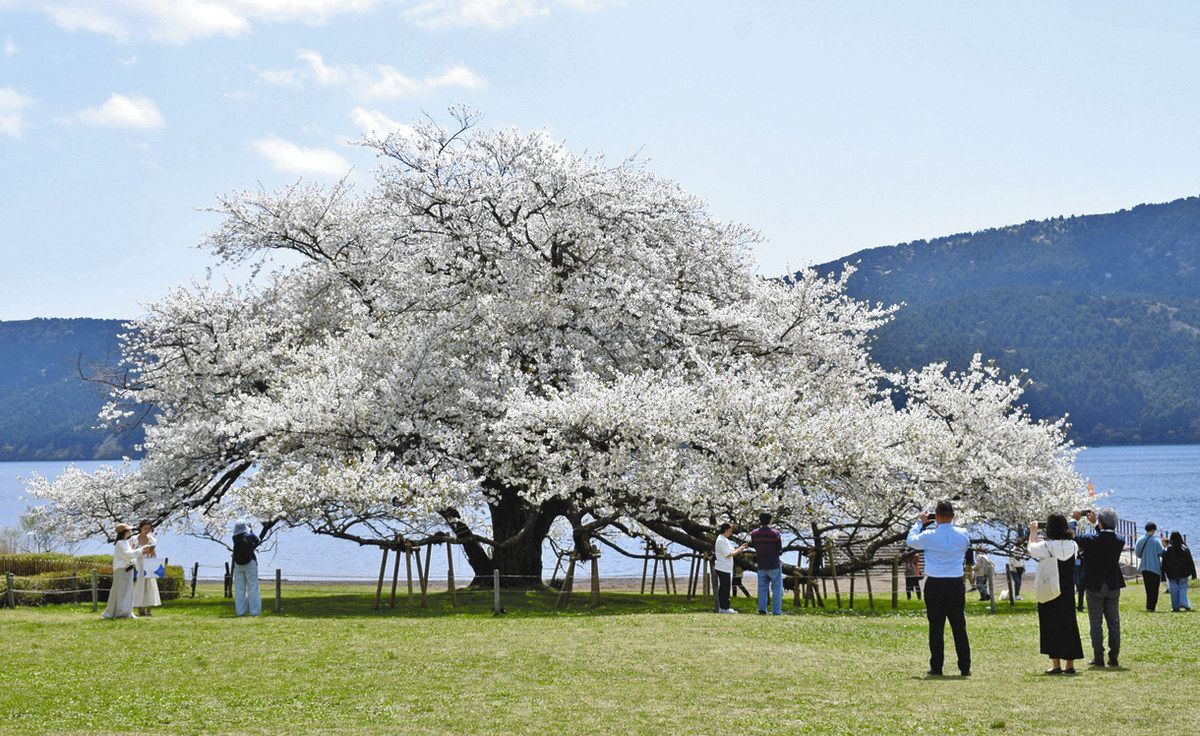 箱根「湖畔の一本桜」満開 今年もライトアップ：東京新聞デジタル