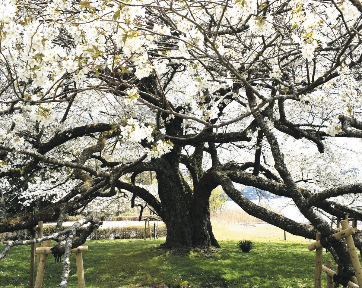 箱根「湖畔の一本桜」満開 今年もライトアップ：東京新聞デジタル