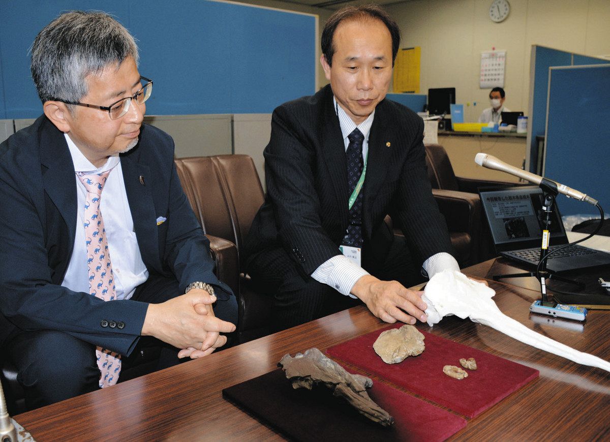 安中産の化石（中）と、宇都宮産のレプリカ（左）を前に新属のヨウスコウカワイルカについて説明する群馬県立自然史博物館の関係者。右は説明用模型＝群馬県庁で 