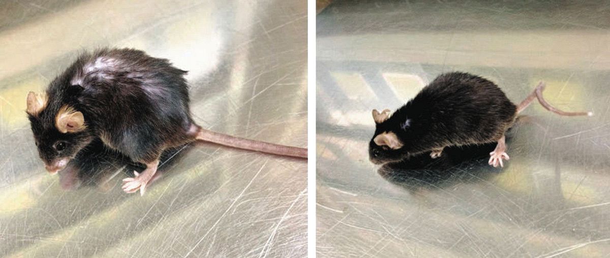 老齢マウス（左）に比べ、老化細胞を除去したマウスは若々しく見える。中西真教授は「見た目の違いについては解析をしていないため、有意な差があるかどうかは分からない」としている（中西教授提供）