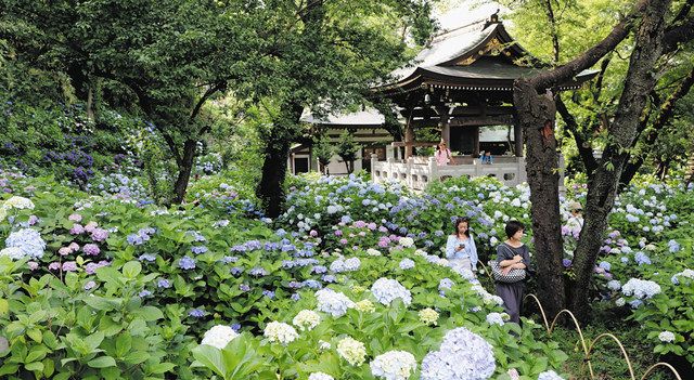 アジサイ1000株見ごろ　川崎市多摩区・妙楽寺　18日にまつり、4年ぶり野点：東京新聞 TOKYO Webの画像