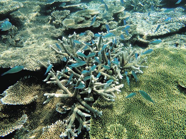 伊江島のサンゴ礁（玉川学園サンゴ研究部提供）