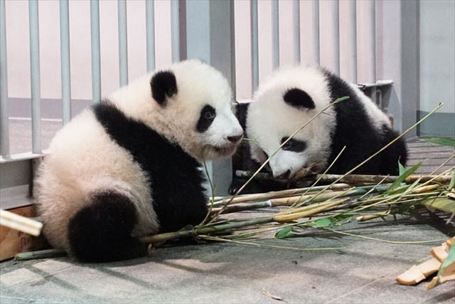 動画 乳歯が生えそろったよ 上野動物園の双子パンダのシャオシャオとレイレイ 東京新聞 Tokyo Web
