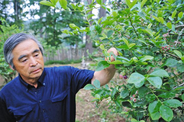 「ど根性栽培」で育つブルーベリーを見守る江沢さん＝いずれも木更津市真里谷で

