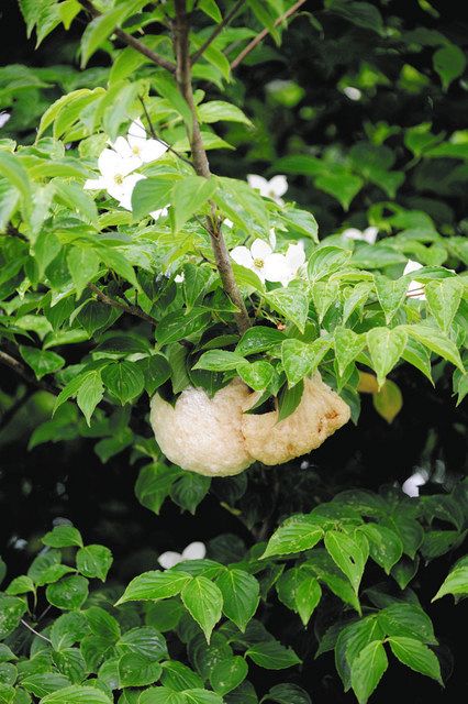 ヤマボウシの木に産み付けられたモリアオガエルの卵
