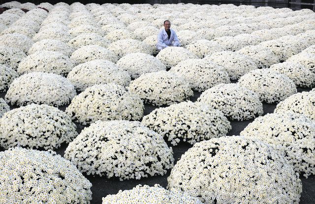 最高の ざる菊 各地で見頃 花の傷みなく 見応えあり 東京新聞 Tokyo Web