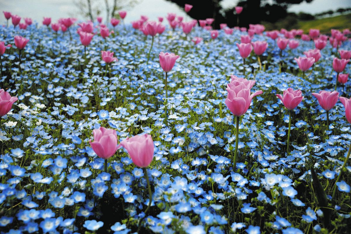 水色じゅうたん マザー牧場「花の谷」でネモフィラが満開 ：東京新聞
