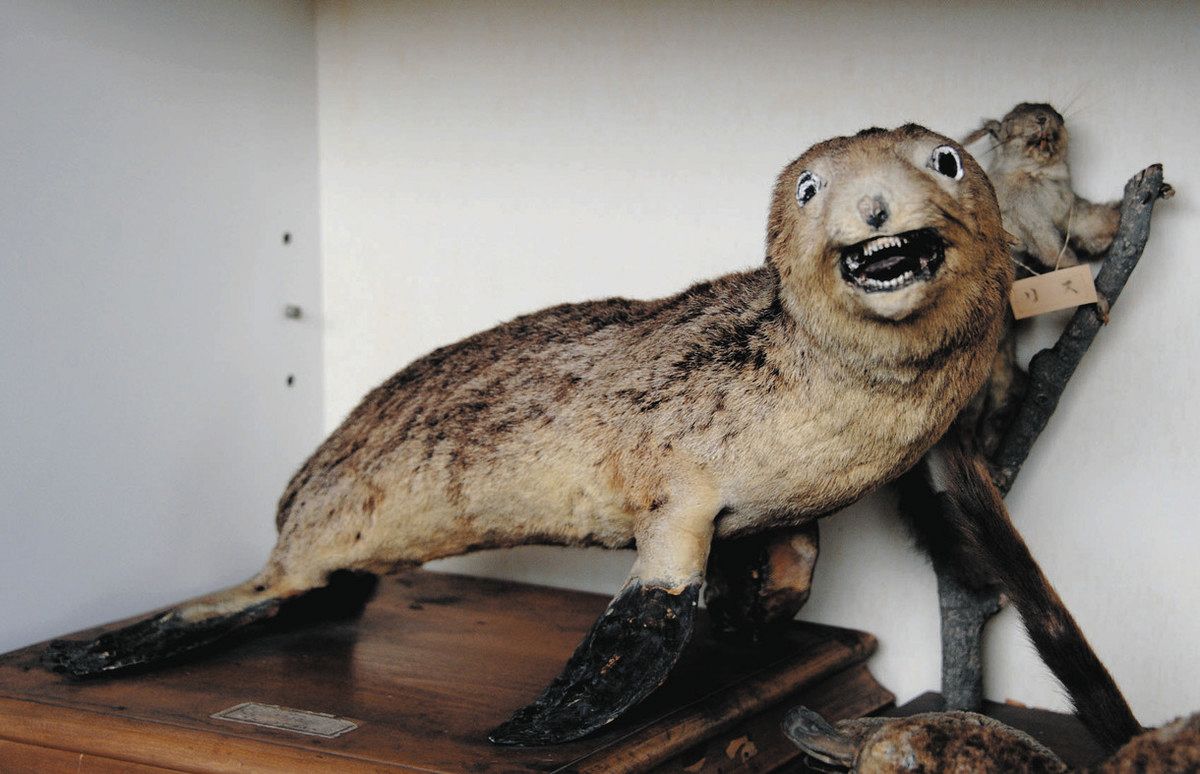 国際保護連盟により絶滅危惧種種に指定されている\