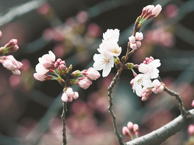 開花した東京・靖国神社にある標本木のソメイヨシノ