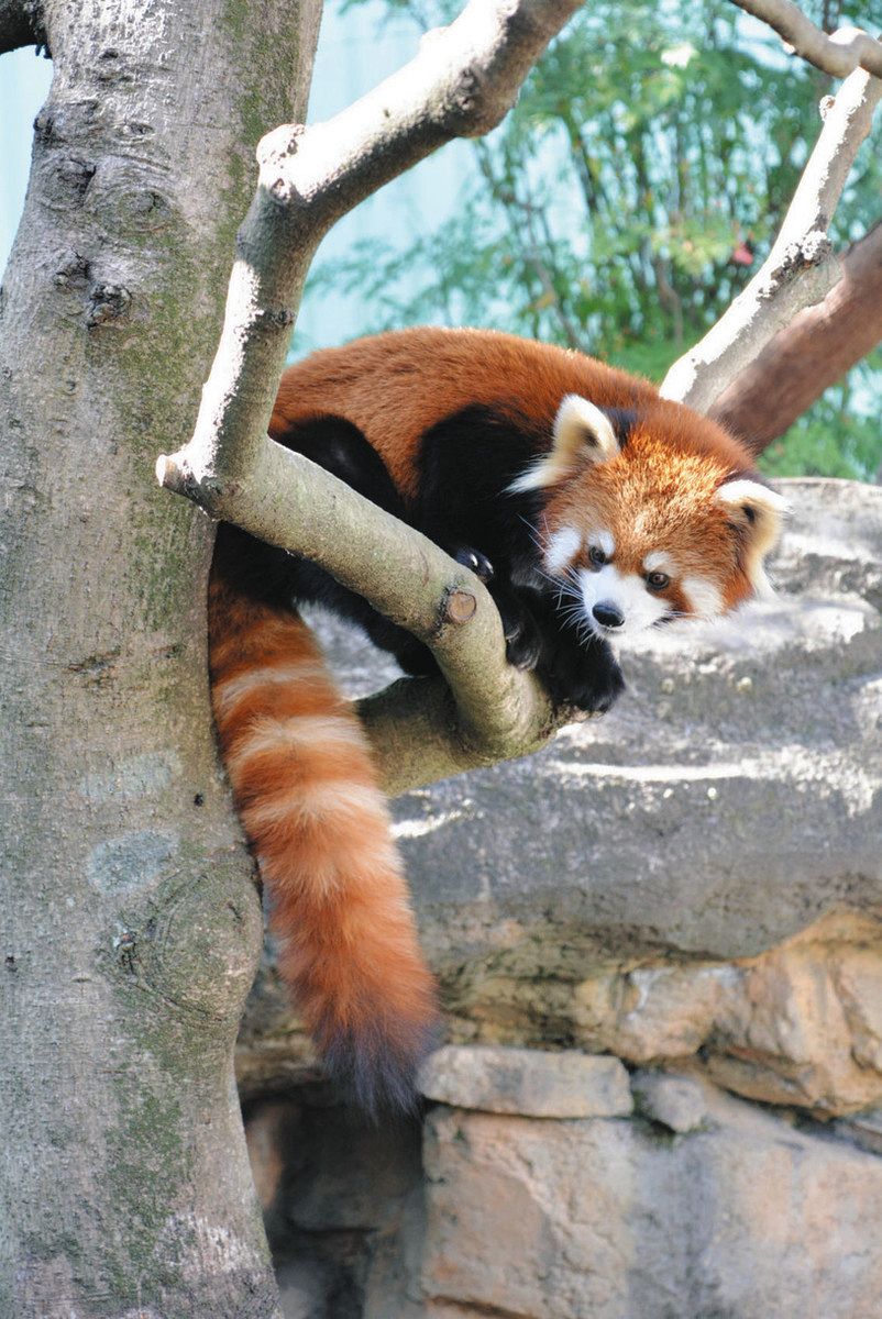 大島から来ました レッサーパンダ公開 江戸川区自然動物園：東京新聞 TOKYO Web