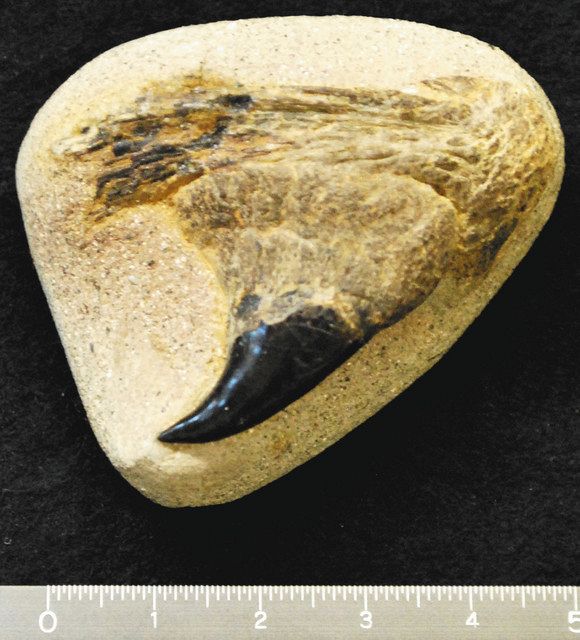 国内最古の巨大サケ化石確認 碓氷川沿岸の1100万年前の地層 北米の絶滅種、上顎先端の鋭い歯：東京新聞 TOKYO Web