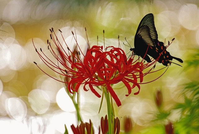 彩 首都圏の四季を訪ねて 深紅に引かれて 巾着田 きんちゃくだ のヒガンバナ 埼玉県日高市 東京新聞 Tokyo Web