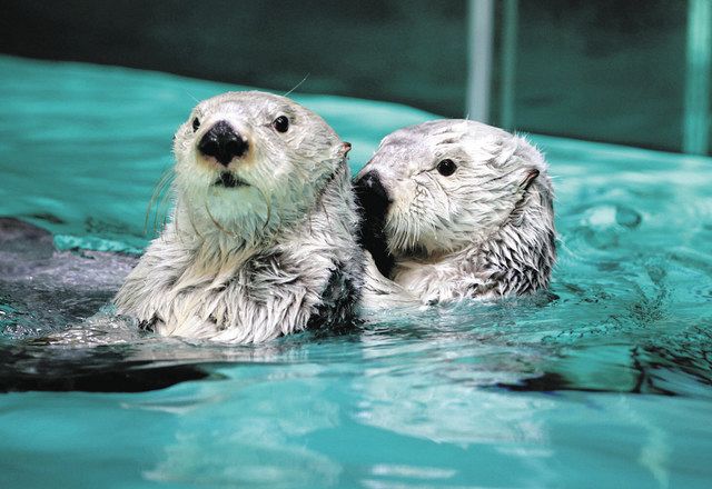 ラッコのメイとキラ 写真集 鳥羽水族館 - 本