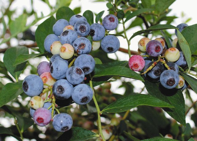 ブルーベリーの晩生種が最盛期 美里の農園 東京新聞 Tokyo Web