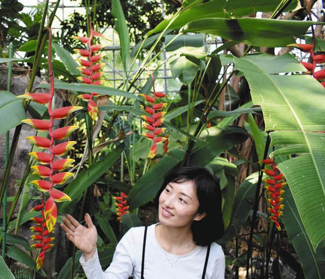 ブラジルの皇帝開花 10年に1回 小田原フラワーガーデン 東京新聞 Tokyo Web