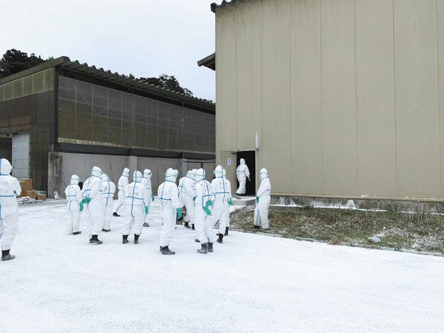 鳥インフルエンザの発生を受け、飼育された鶏の殺処分のため鶏舎に入る県職員ら＝いすみ市で（県提供）
