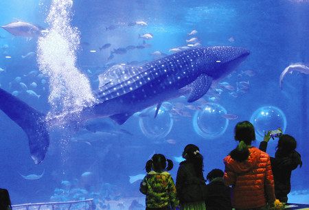 大洗水族館、日本最大の室内水槽整備へ ３．３ヘクタールに水量