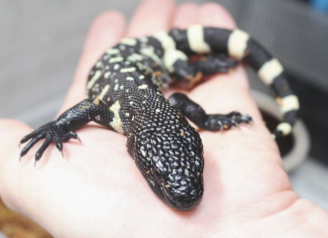 珍しいトカゲの赤ちゃん誕生 メキシコドクトカゲ 河津の動物園で日本初 ４月までに一般公開へ 東京新聞 Tokyo Web