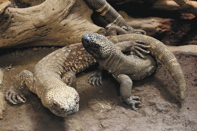 珍しいトカゲの赤ちゃん誕生 メキシコドクトカゲ 河津の動物園で日本初 ４月までに一般公開へ 東京新聞 Tokyo Web